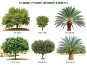 أشجار مظللة مناسبة لتنسيق حدائق السالمية
