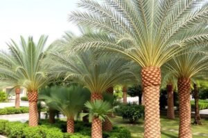 أشجار نخيل وفيكس في حديقة بالجابرية تنسيق حدائق الجابرية أشجار نخيل وفيكس في حديقة بالجابرية تنسيق حدائق الجابرية