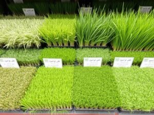 أنواع مختلفة من الثيل الطبيعي في معرض ثيل الشويخ أنواع مختلفة من الثيل الطبيعي في معرض ثيل الشويخ