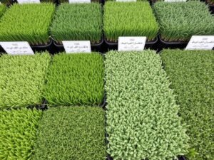 أنواع مختلفة من ثيل الري المشاتل معروضة في مشتل بالكويت أنواع مختلفة من ثيل الري المشاتل معروضة في مشتل بالكويت