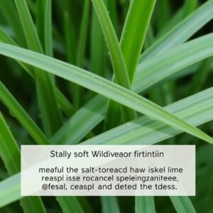 ثيل باسبالوم يتحمل الملوحة ومناسب للمناطق الساحلية