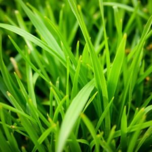 ثيل برمودا الأمريكي مناسب لمناخ الكويت الحار