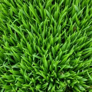 ثيل زويسيا كثيف ومقاوم للجفاف في الكويت