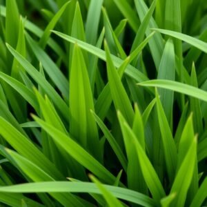 ثيل سانت أوغستين ذو أوراق عريضة مناسب للمناطق المظللة