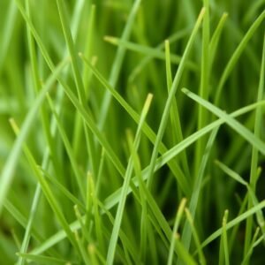 ثيل فرنسي ناعم الملمس ذو مظهر فاخر