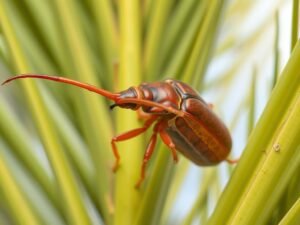سوسة النخيل الحمراء أحد أخطر آفات زراعة نخيل وطرق مكافحتها سوسة النخيل الحمراء أحد أخطر آفات زراعة نخيل وطرق مكافحتها