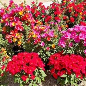 شجيرات مزهرة تناسب مناخ الفيحاء بالكويت