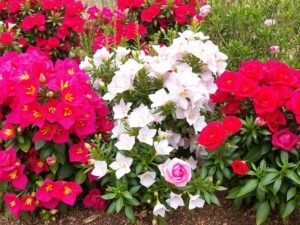 شجيرات مزهرة متحملة للحرارة لحدائق السالمية