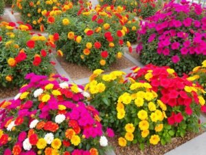 شجيرات مزهرة ملونة في حديقة بالجابرية تنسيق حدائق الجابرية شجيرات مزهرة ملونة في حديقة بالجابرية تنسيق حدائق الجابرية