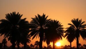 غروب الشمس خلف مزرعة نخيل جميلة تعكس جمال وأهمية زراعة نخيل غروب الشمس خلف مزرعة نخيل جميلة تعكس جمال وأهمية زراعة نخيل
