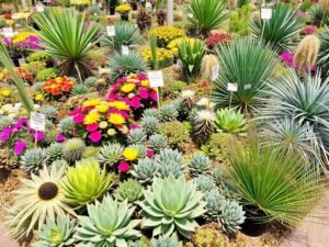 مجموعة متنوعة من النباتات المتكيفة مع مناخ كيفان في الكويت