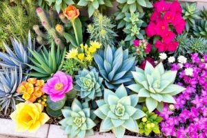 مجموعة متنوعة من النباتات المقاومة للجفاف المستخدمة في تنسيق حدائق العديلية