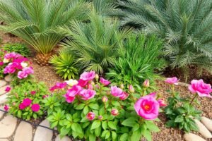 مجموعة متنوعة من النباتات المقاومة للجفاف المستخدمة في تنسيق حدائق الكويت مجموعة متنوعة من النباتات المقاومة للجفاف المستخدمة في تنسيق حدائق الكويت