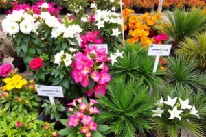 مجموعة متنوعة من النباتات المناسبة لتنسيق حدائق منزليه في الكويت مجموعة متنوعة من النباتات المناسبة لتنسيق حدائق منزليه في الكويت