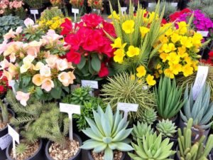 مجموعة متنوعة من النباتات المناسبة لمناخ الكويت في حدائق الصديق