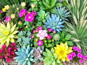 مجموعة من النباتات المتحملة للجفاف المناسبة لتنسيق حدائق حطين