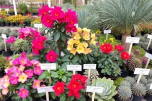 مجموعة من النباتات المتحملة للحرارة المناسبة لتنسيق حدائق السالمية