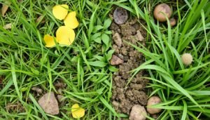 مشاكل شائعة في العشب الطبيعي مثل البقع الصفراء والأعشاب الضارة