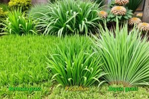 مقارنة بين أنواع العشب الطبيعي المختلفة المناسبة للمناخ الحار