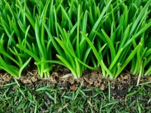 ملعب كرة قدم مغطى بثيل طبيعي عالي الجودة ملعب كرة قدم مغطى بثيل طبيعي عالي الجودة