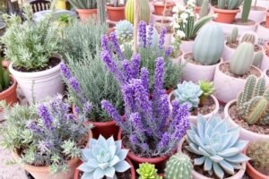 نباتات عطرية وعصارية في حديقة بالجابرية تنسيق حدائق الجابرية نباتات عطرية وعصارية في حديقة بالجابرية تنسيق حدائق الجابرية