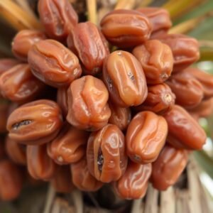 نخيل الخلاص المشهور في منطقة الخليج العربي لزراعة نخيل نخيل الخلاص المشهور في منطقة الخليج العربي لزراعة نخيل