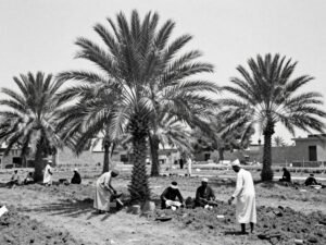 صورة تاريخية لزراعة النخيل في الكويت القديمة
