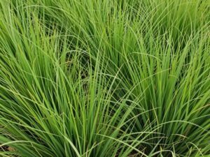 عشب البرمودا الأخضر المناسب للمناخ الحار في المنطقة العربية