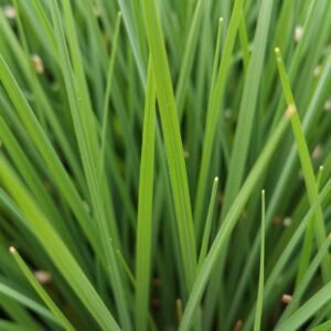 عشب الريجراس سريع النمو والمناسب للزراعة الشتوية