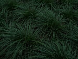 عشب الفيسكيو الأخضر الداكن المناسب للمناطق الباردة والظليلة