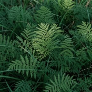 عشب الفيسكيو الأخضر الداكن المناسب للمناطق الظليلة