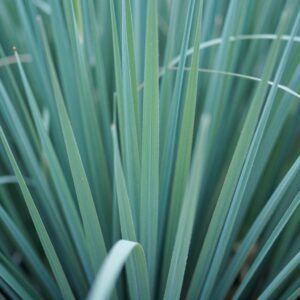 عشب باسبالوم المقاوم للملوحة والمناسب للمناطق الساحلية