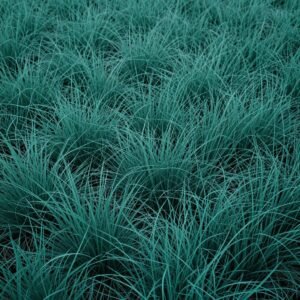 عشب كنتاكي بلوغراس ذو اللون الأخضر المزرق