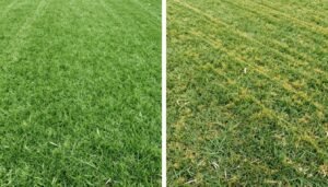 مقارنة بين العشب الصناعي والطبيعي في الشويخ