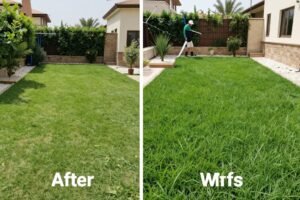 مقارنة بين العشب الطبيعي والصناعي في حدائق الكويت