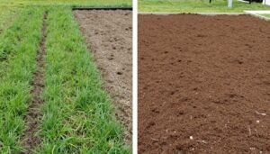 مقارنة بين زراعة العشب بالبذور وبالرول