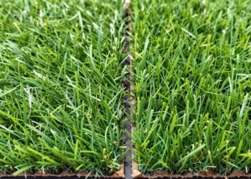 العشب الصناعي