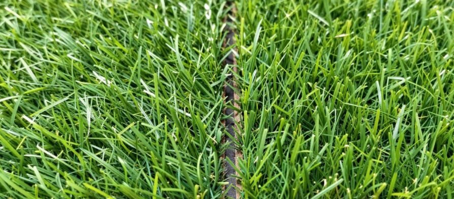 العشب الصناعي