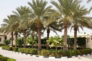 نخيل وأشجار مزروعة حول حديقة فيلا بالكويت